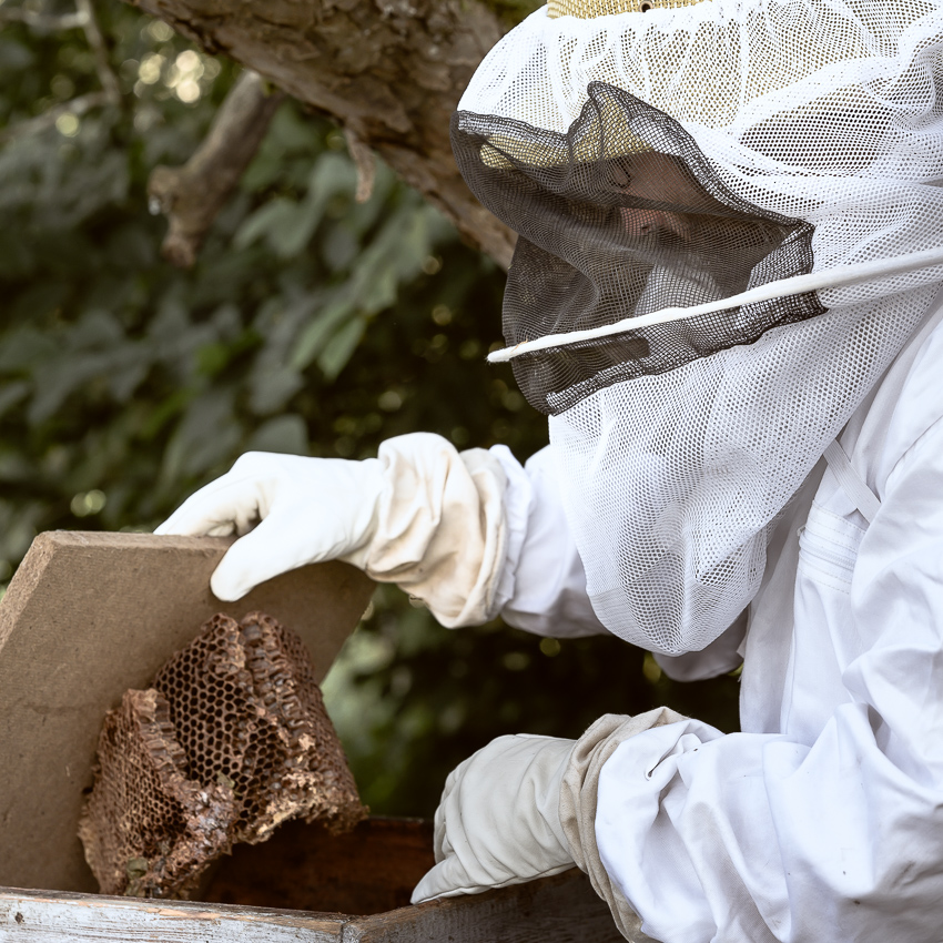Emmanuel Guichaoua en tenue d'apiculteur et inspectant une ruche