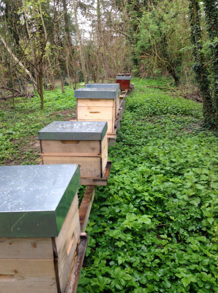 Ruches d'abeilles sauvages installées par Apiterre dans une démarche de protection de la biodiversité