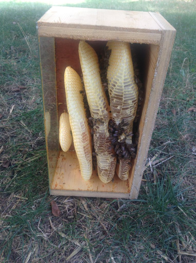 intérieur d'une ruche d'abeilles sauvages