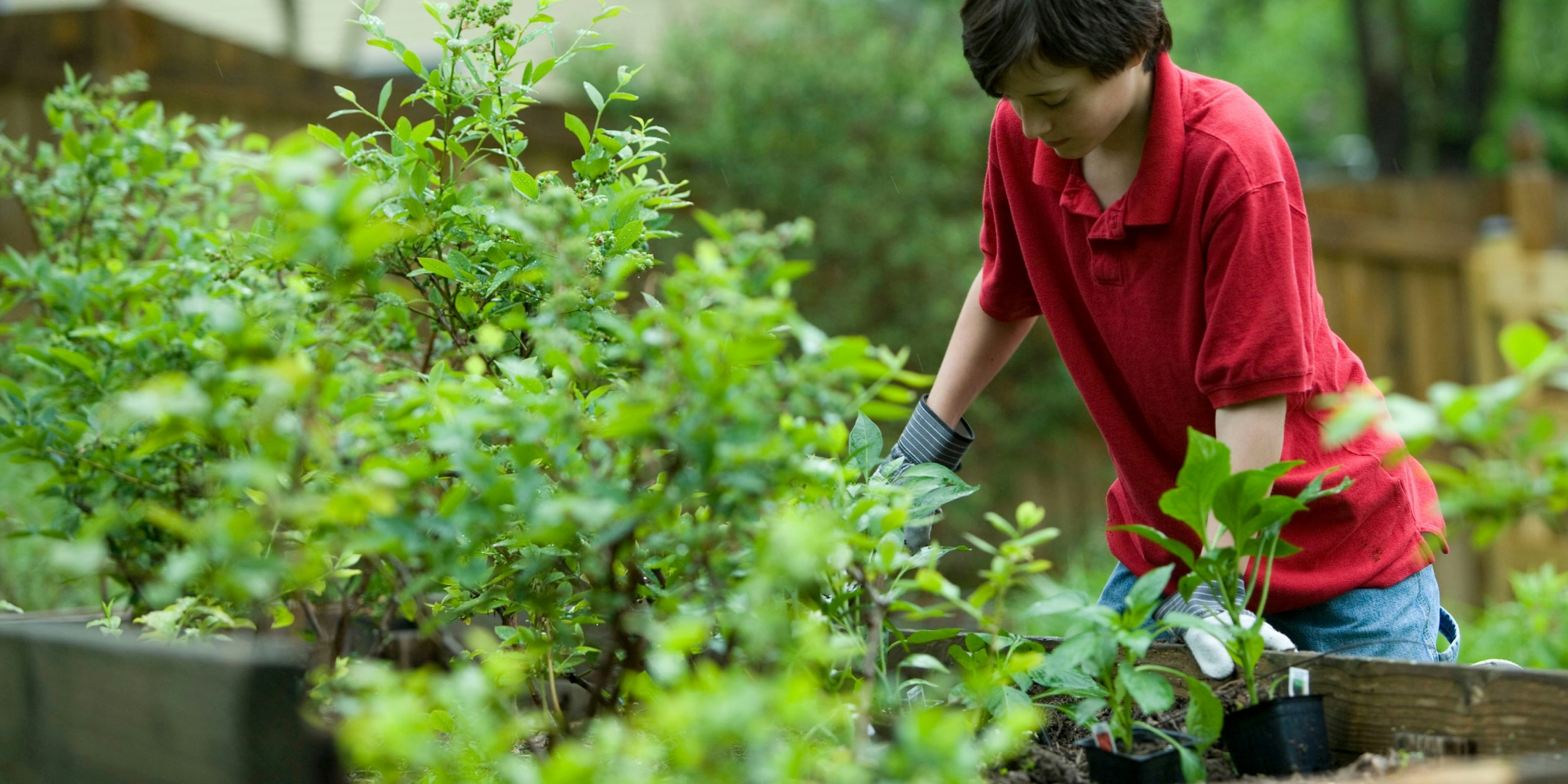 enfant jardinant dans un potager